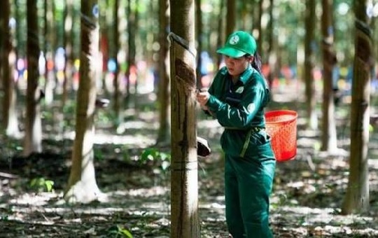 Tập đoàn Công nghiệp Cao su ước lãi hơn 2.100 tỷ đồng 6 tháng đầu năm